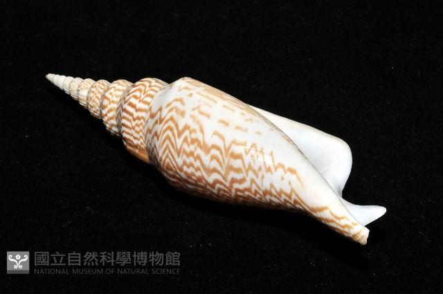 金斧鳳凰螺藏品圖，第15張