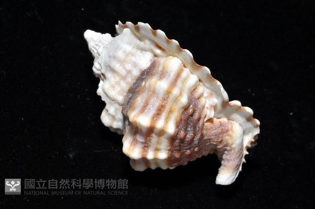 扭法螺藏品圖，第15張