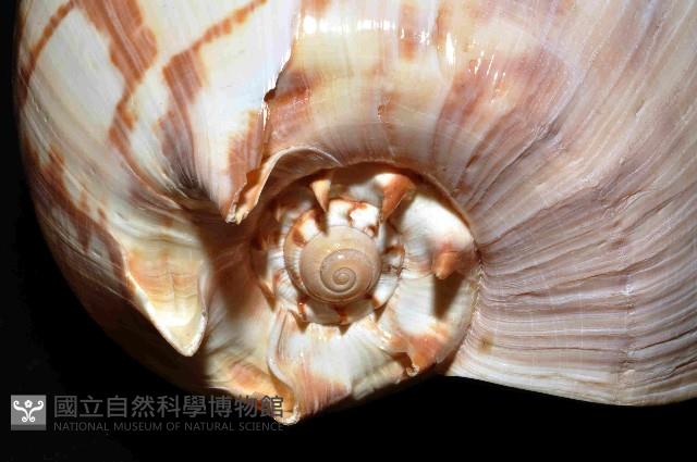 閃電椰子渦螺藏品圖，第15張