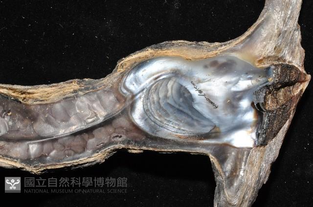 黑丁蠣藏品圖，第5張