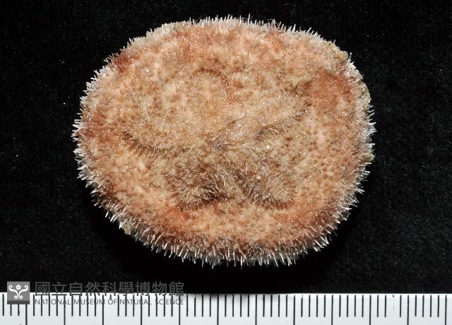 網楯海膽藏品圖，第5張