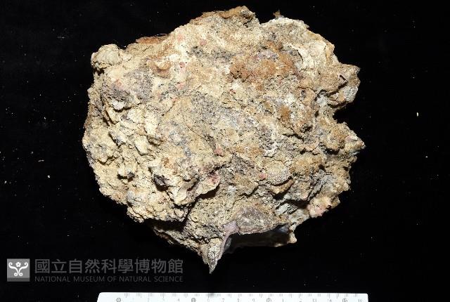 鋸齒牡蠣藏品圖，第5張