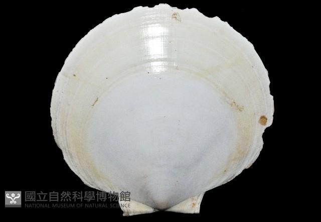 臺灣日月蛤藏品圖，第5張