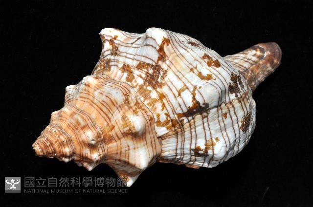 大赤旋螺藏品圖，第5張