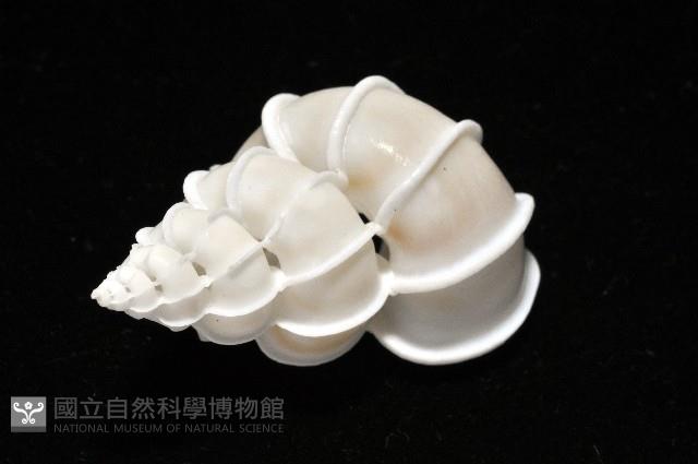 綺螄螺藏品圖，第5張