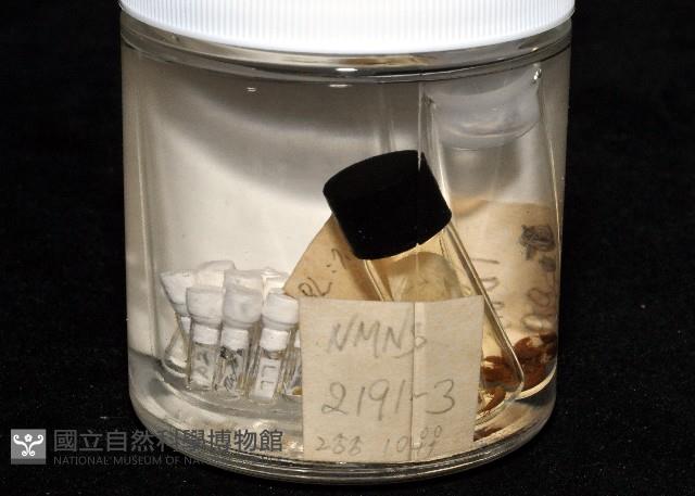鳳凰母布氏蝦藏品圖，第5張