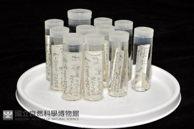 美麗多指瓷蟹藏品圖，第5張