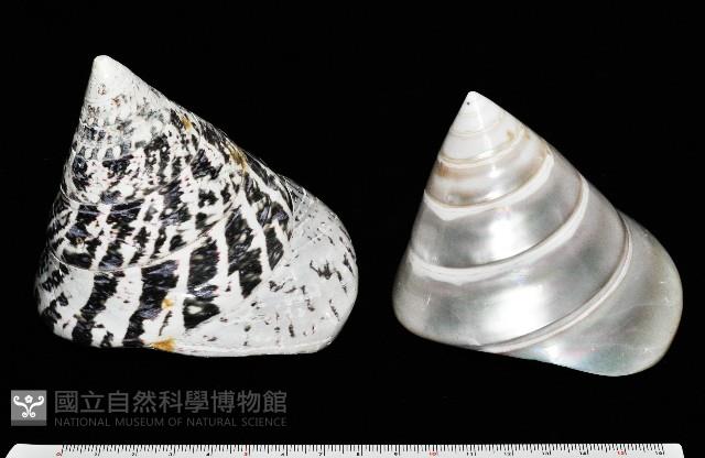 馬蹄鐘螺(牛蹄鐘螺)藏品圖，第5張