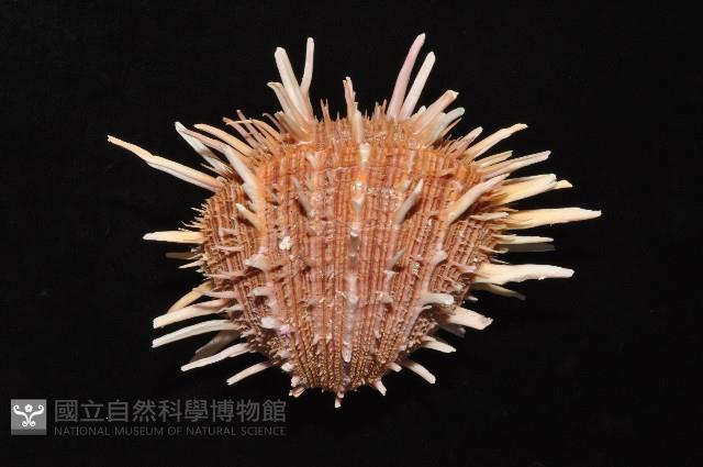 猩猩海菊蛤藏品圖，第5張