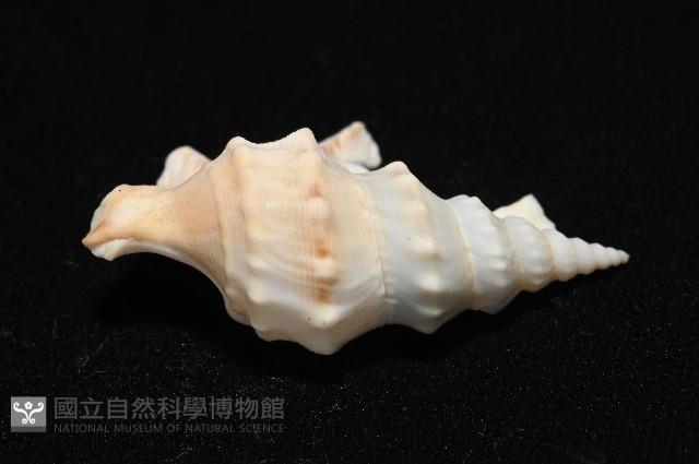 鵜足螺藏品圖，第5張
