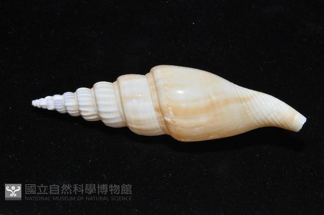 竹筍鳳凰螺藏品圖，第5張