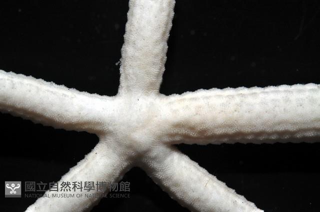 多篩指海星藏品圖，第5張