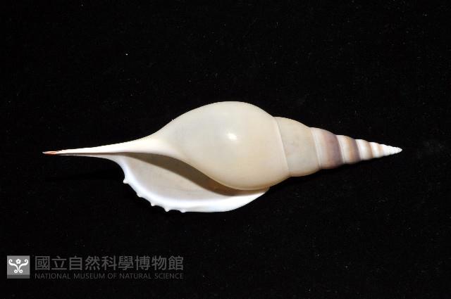馬丁長鼻螺藏品圖，第5張