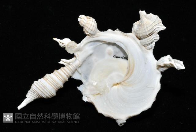 綴殼螺藏品圖，第5張