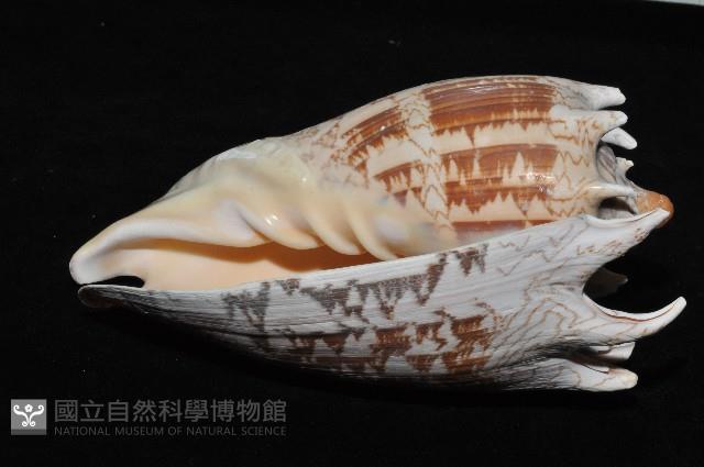 帝王渦螺藏品圖，第5張