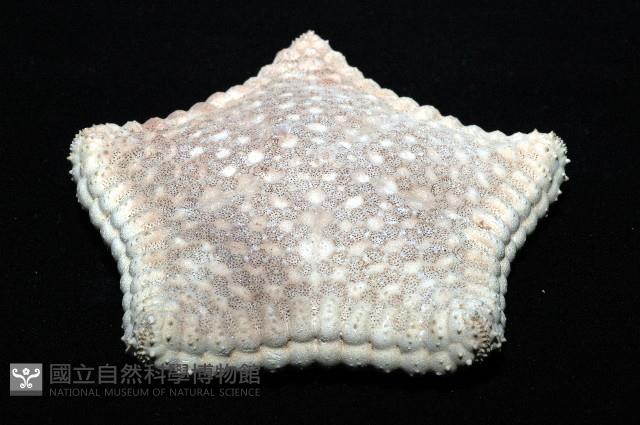 麵包海星(饅頭海星)藏品圖，第5張