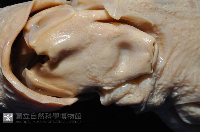 夏威夷雙柔魚藏品圖，第5張