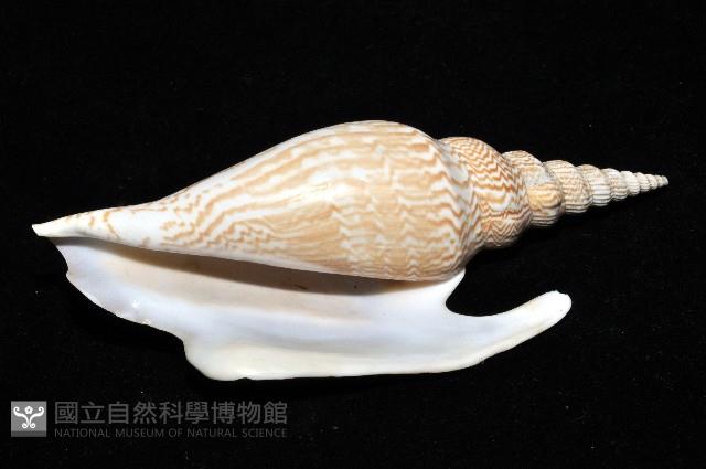 金斧鳳凰螺藏品圖，第5張