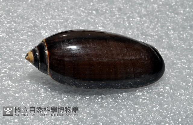 蠟燭榧螺藏品圖，第5張