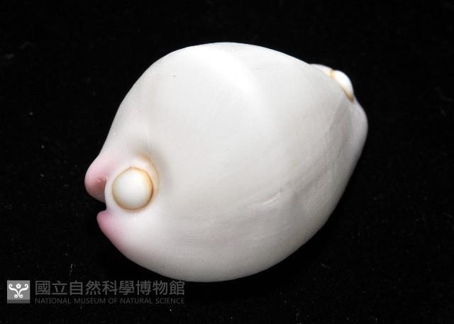 玉兔螺藏品圖，第5張