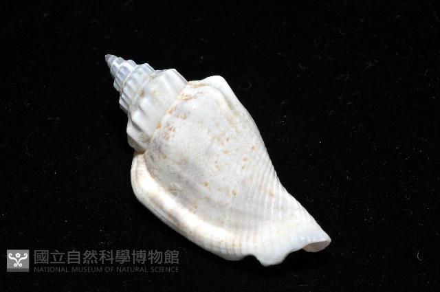黑嘴鳳凰螺藏品圖，第5張