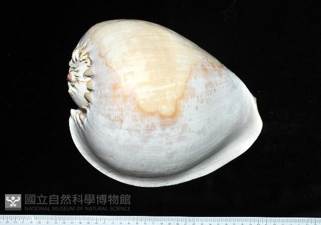 印尼椰子渦螺藏品圖，第5張