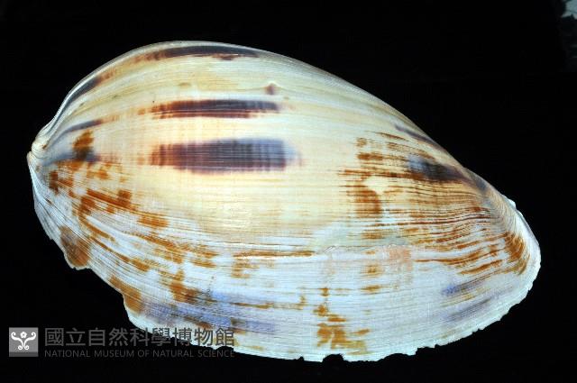 椰子螺藏品圖，第5張