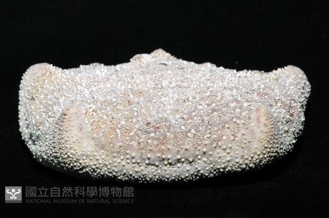 麵包海星(饅頭海星)藏品圖，第5張