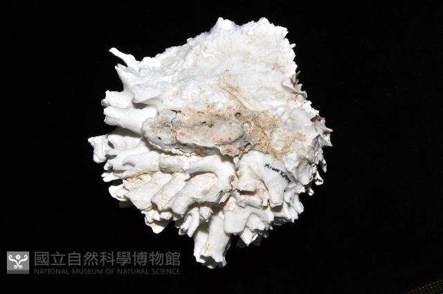 菊花偏口蛤藏品圖，第5張