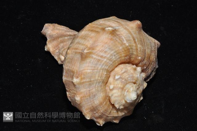 白皺岩螺藏品圖，第5張