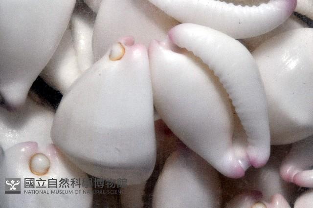 玉兔螺藏品圖，第5張