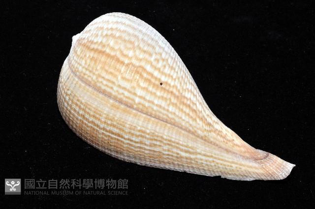 大枇杷螺藏品圖，第5張