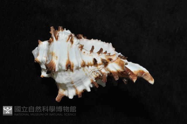 大千手螺藏品圖，第6張