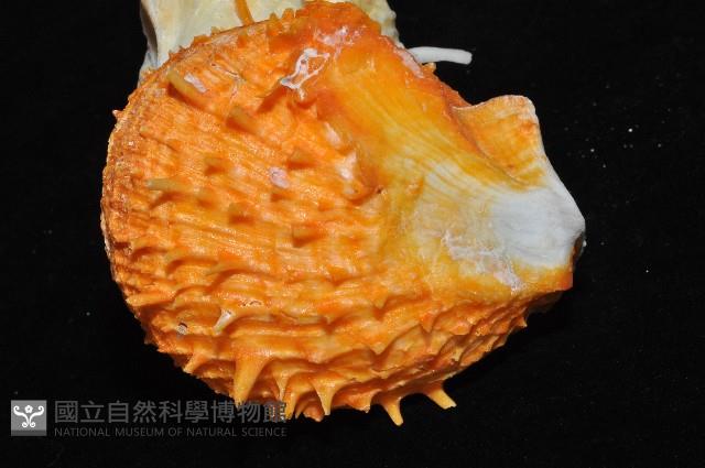 黃金海菊蛤藏品圖，第6張