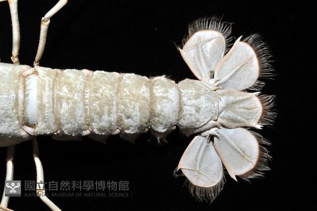 史氏擬海螯蝦藏品圖，第5張