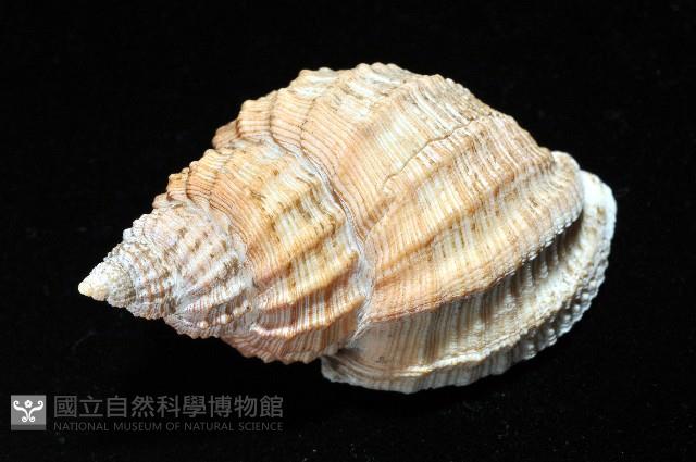 粗布核螺藏品圖，第5張