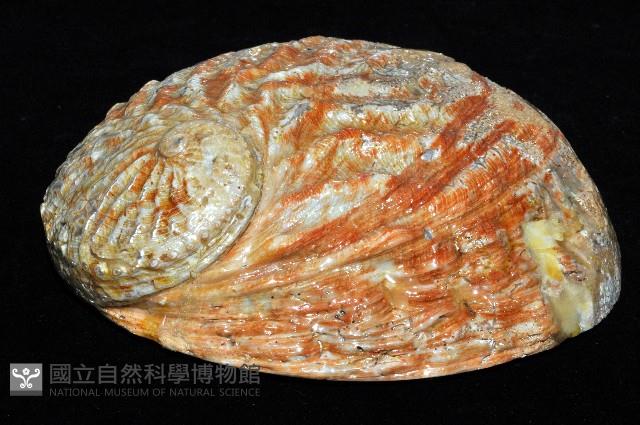 赤金鮑螺藏品圖，第6張