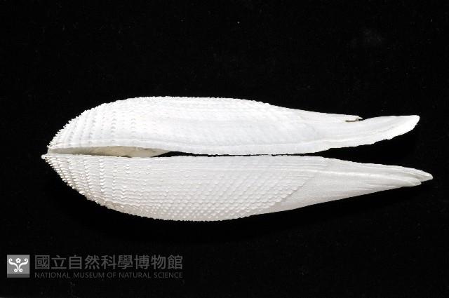 東方海鷗蛤藏品圖，第5張