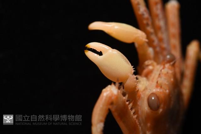 基氏盾牌蟹藏品圖，第5張