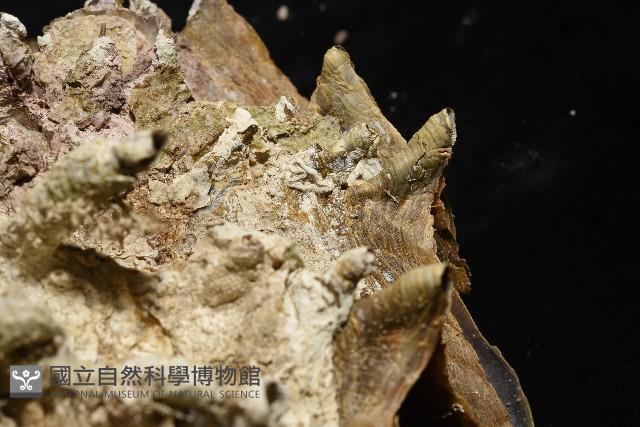 鋸齒牡蠣藏品圖，第5張