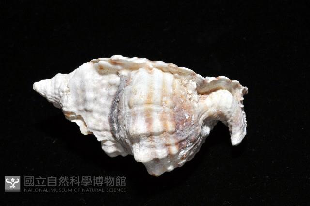 扭法螺藏品圖，第5張