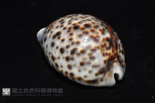 黑星寶螺藏品圖，第5張