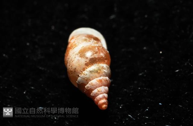 趙氏芝麻蝸藏品圖，第5張