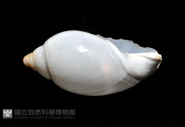 白彈頭螺藏品圖，第5張