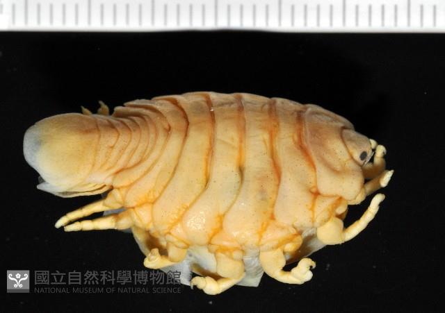 福山魚怪(新種)藏品圖，第5張