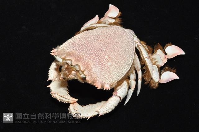 蛙形蟹藏品圖，第5張