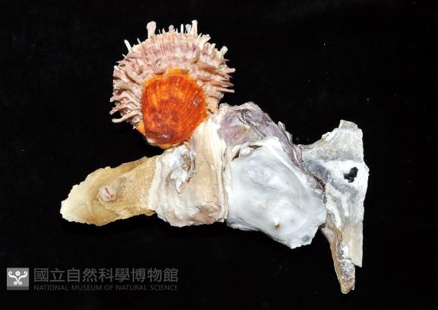 丁蠣藏品圖，第6張