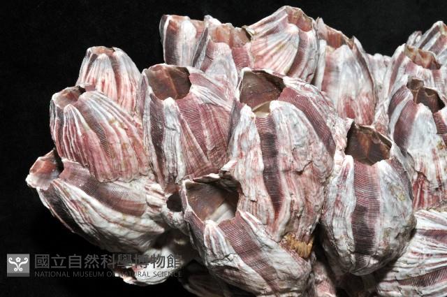 縱肋巨藤壺藏品圖，第5張
