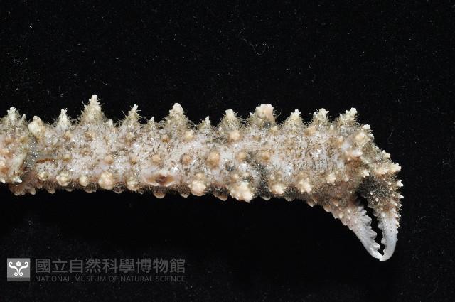 棘刺菱蟹藏品圖，第5張