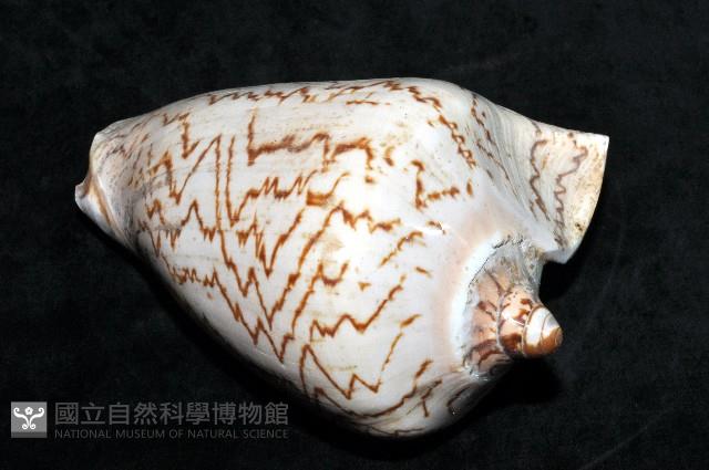 舞袖渦螺藏品圖，第5張